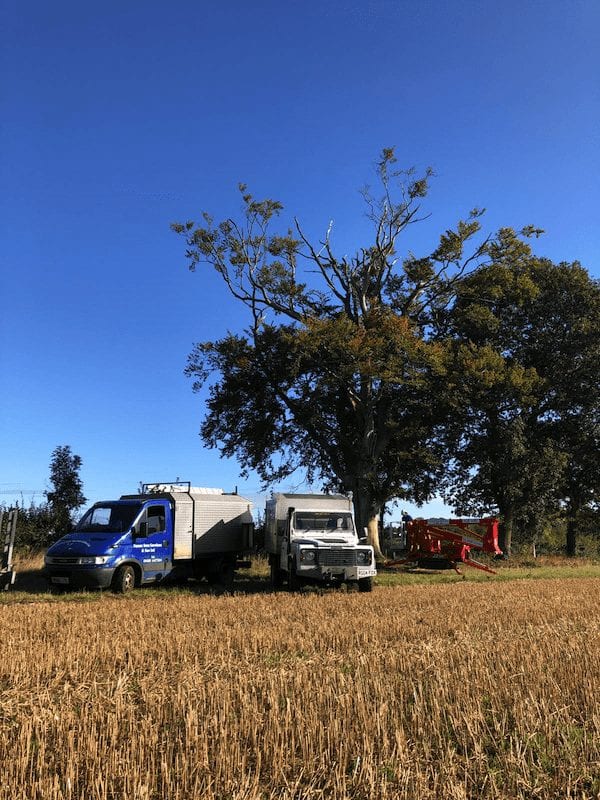 Tree survey and deadwooding